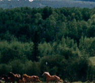 Exciting Rodeo Action